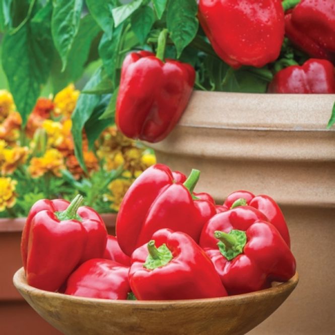 Hovedbilde Paprika 'Popti' - Capsicum annuum 