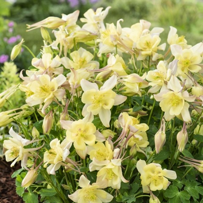 Hovedbilde Akeleie 'Early Bird Yellow F1 - Aquilegia 
