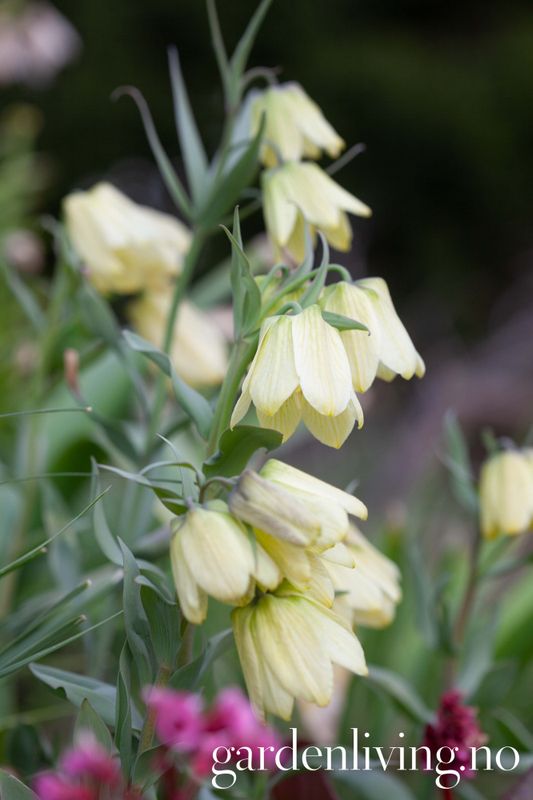 Blekkrone - Fritillaria pallidiflora - 1 stk