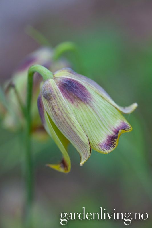 Fritillaria acmopetala - 3 stk