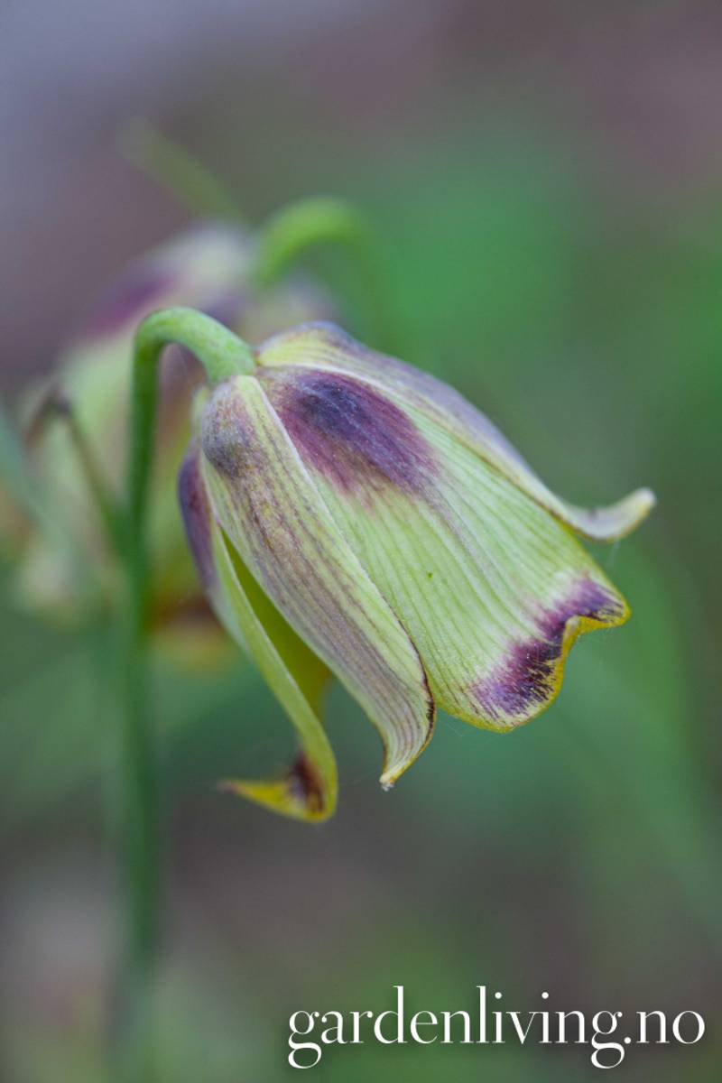 Fritillaria acmopetala - 3 stk