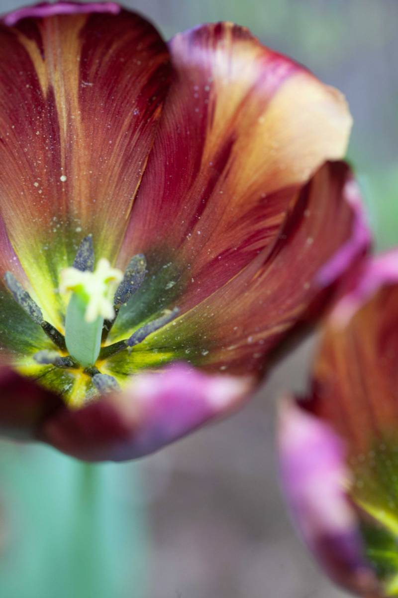 Historisk tulipan 'Absalon' - 1 stk 
