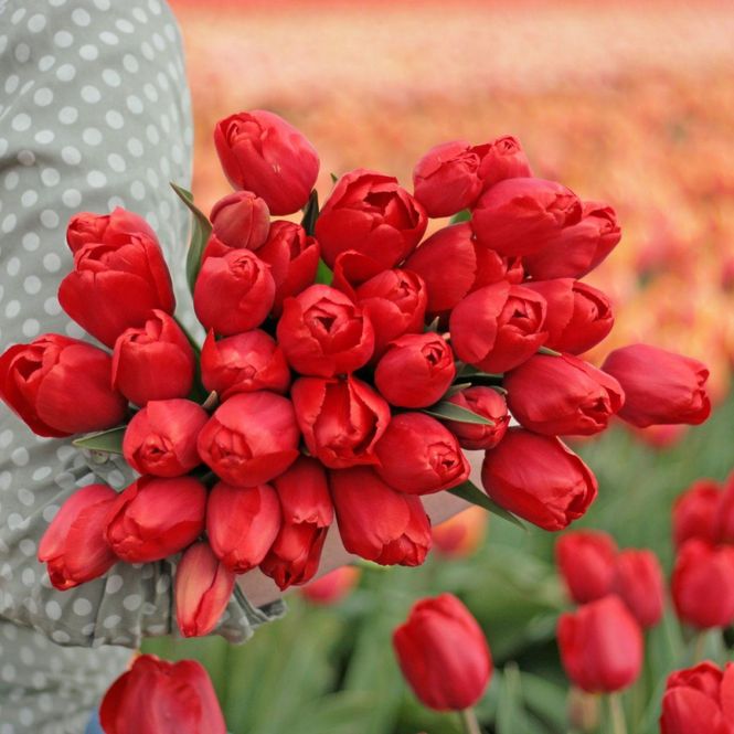 Hovedbilde Tulipan 'Alcatraz', triumph - 10 stk