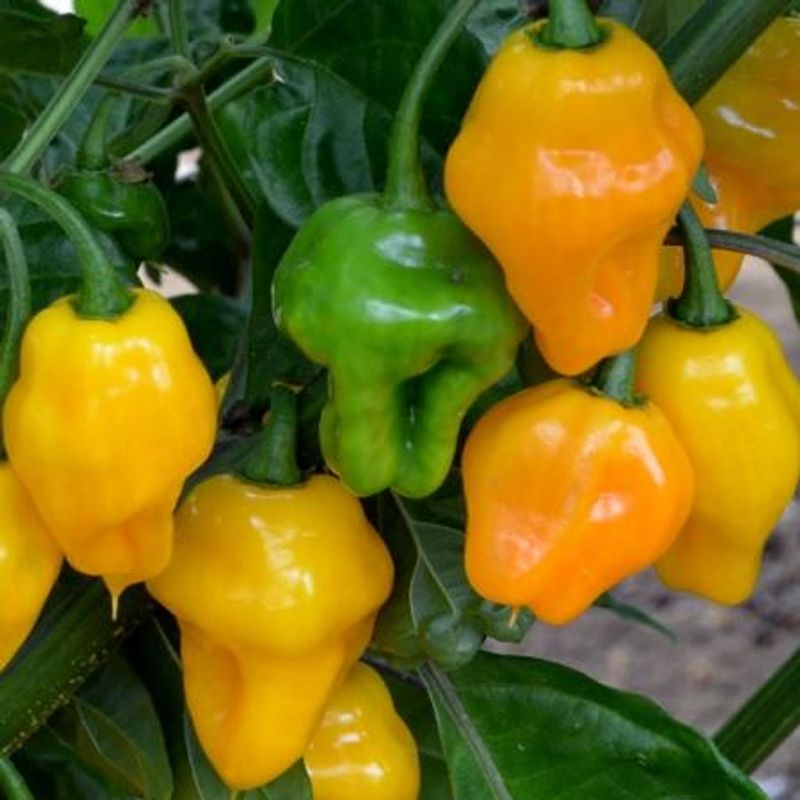 Chilipepper 'Trinidad Perfume - Capsicum chinense