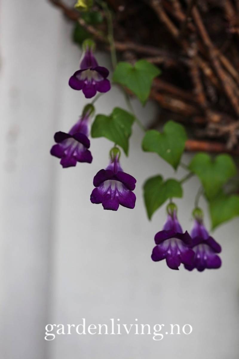 Klatreløvemunn 'Joan Loraine' - Maurandya/ Asarina scandens 