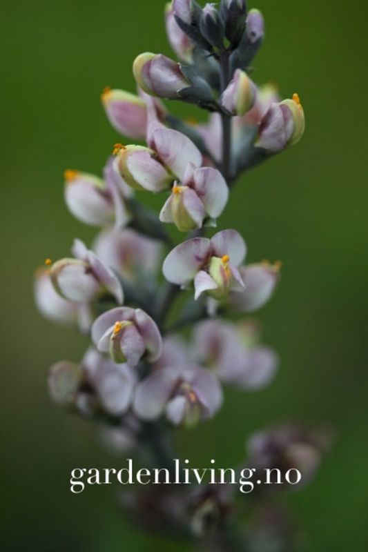 Fargeskolm 'Pink Truffles' - Baptisia