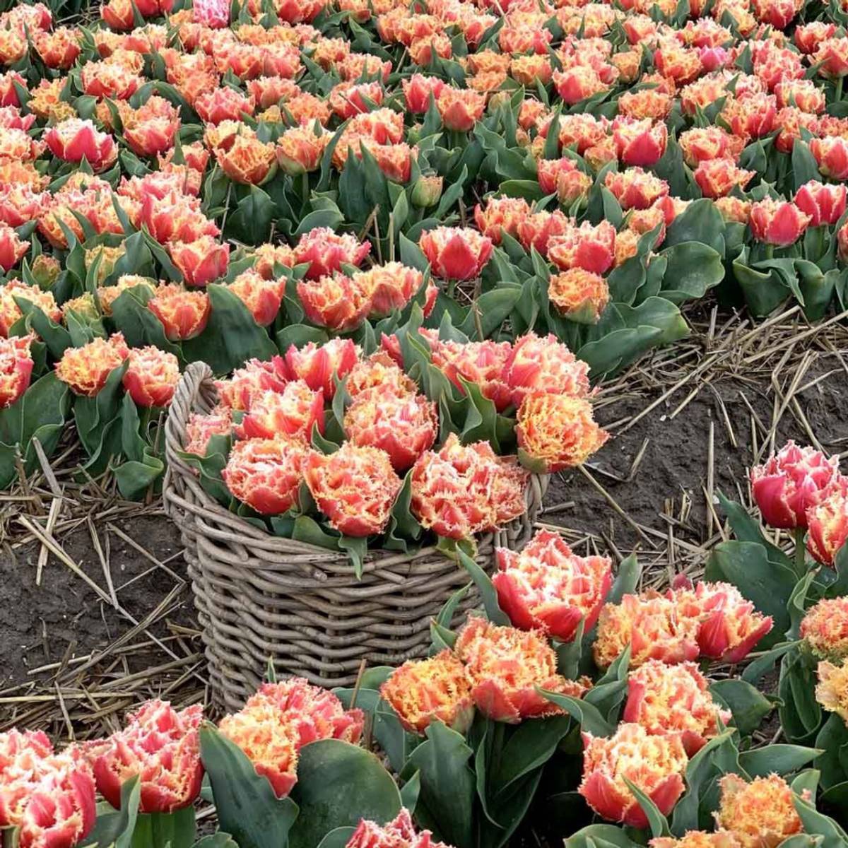 Tulipan 'Brisbane', frynsetulipan - 10 stk
