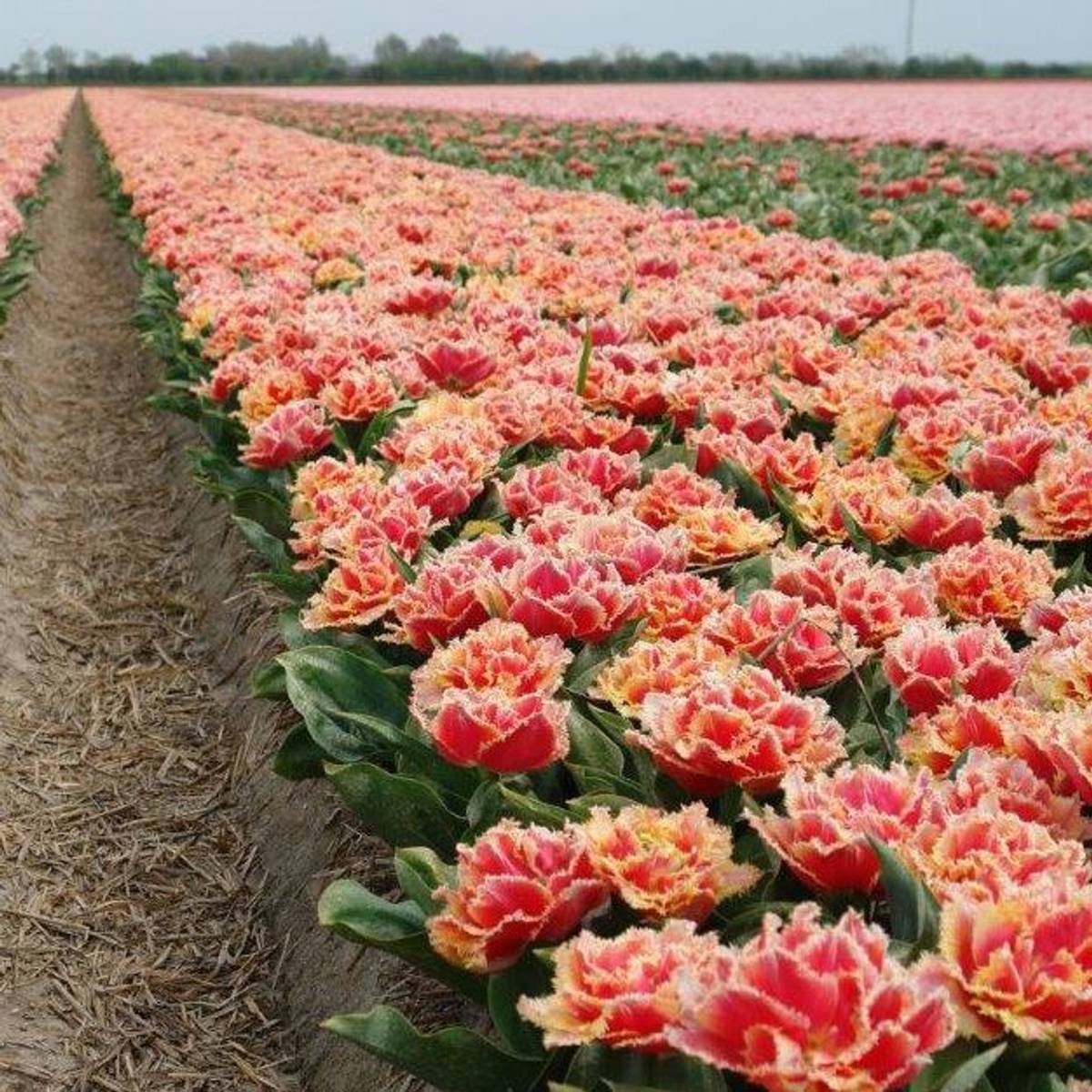 Tulipan 'Brisbane', frynsetulipan - 10 stk