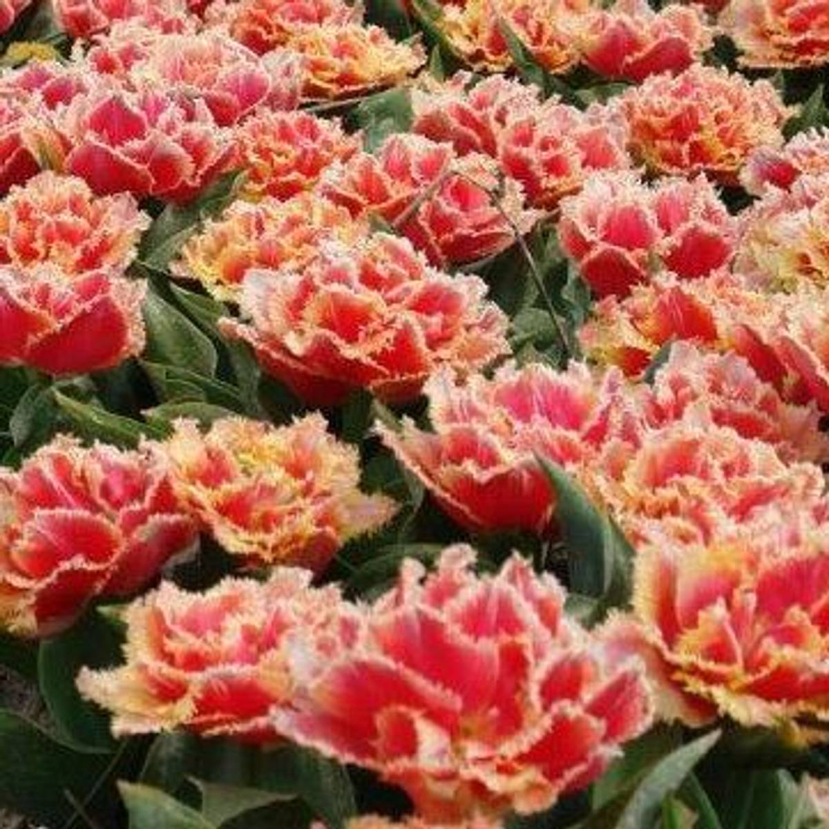 Tulipan 'Brisbane', frynsetulipan - 10 stk