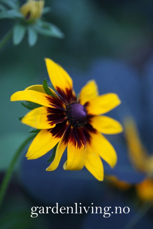 Lodnesolhatt 'Aries' - Rudbeckia hirta
