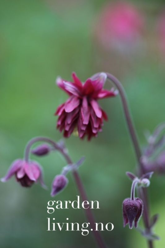Akeleie 'Ruby Port’ - Aquilegia vulgaris 
