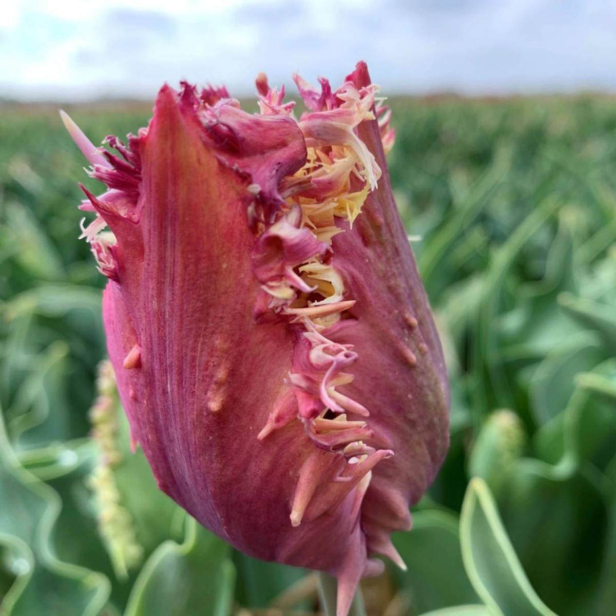 Tulipan 'Crunchy Cummins', frynsetulipan - 10 stk