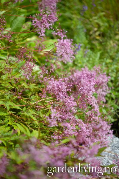 Hovedbilde Purpurmjødurt 'Elegans' - Filipendula purpurea