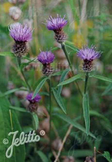 Hovedbilde Knoppurt - Centaurea nigra