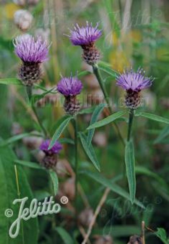 Knoppurt - Centaurea nigra