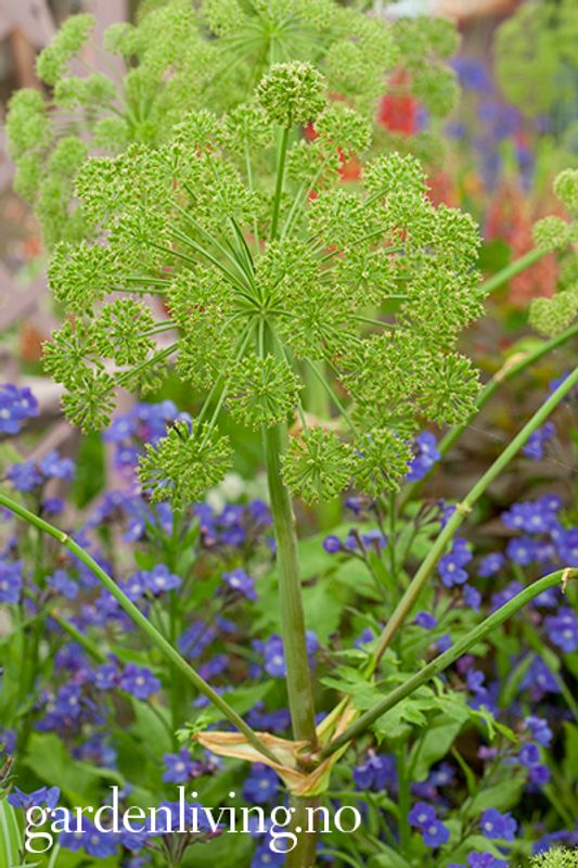 Kvann - Angelica archangelica 