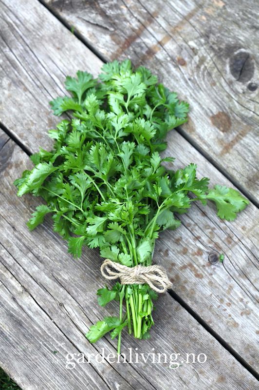 Koriander 'Cilantro' - Coriandrum sativum