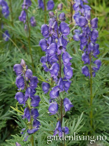 Hovedbilde Storhjelm - Aconitum napellus