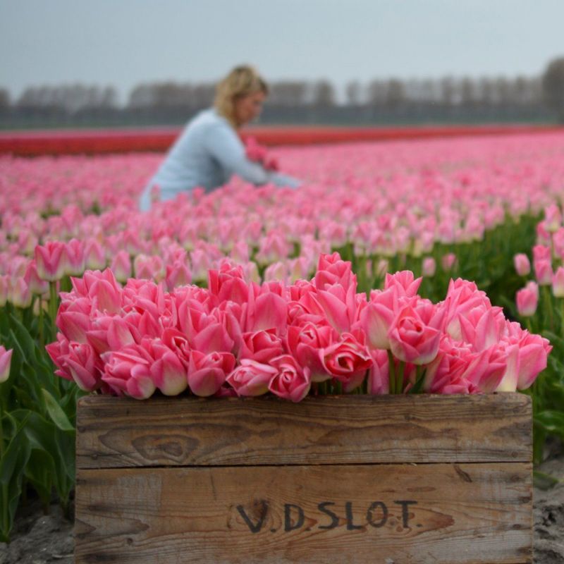 Tulipan 'Dynasty', Triumph - 10 stk