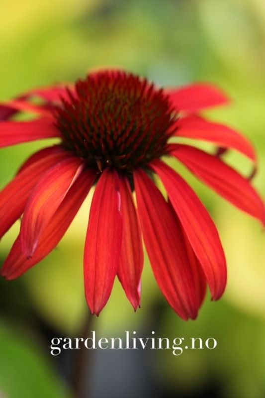 Purpursolhatt ’Tomato Soup’ - Echinacea 