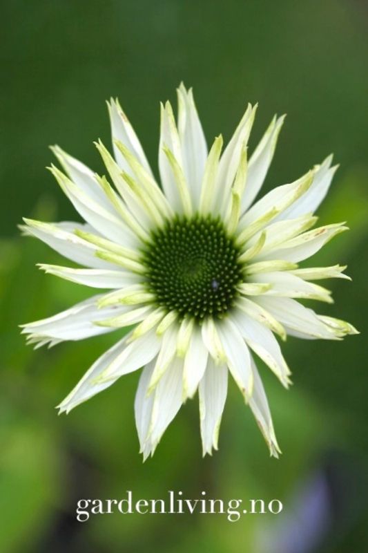 Purpursolhatt ’Virgin’ - Echinacea purpurea