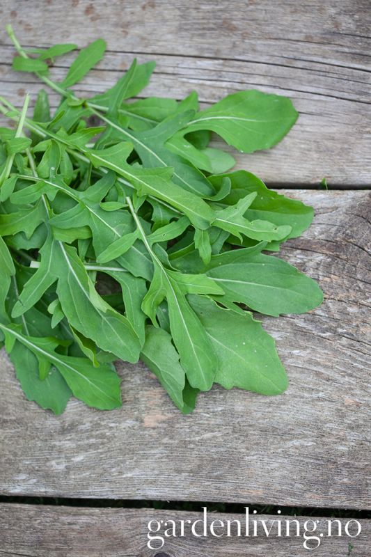 Ruccola - Diplotaxis tenufolia, Organic
