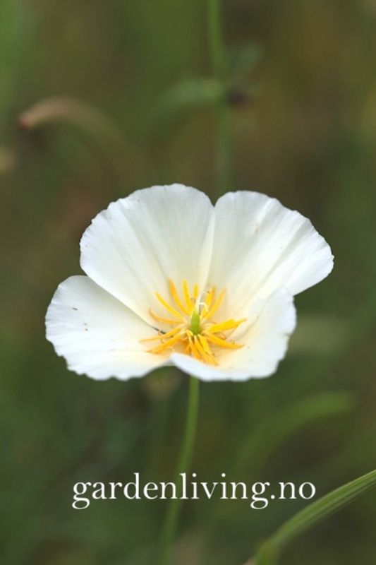 Kaliforniavalmue 'Ivory Castle' - Eschscholtzia californica 