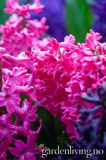 Hovedbilde Svibel 'Jan Bos' - Hyacinthus - 4 stk