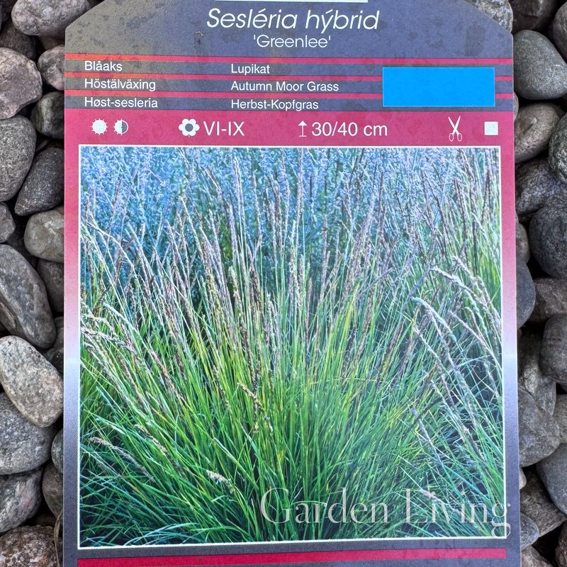 Høstsesleria 'Greenlee' - Sesleria autumnalis x caerulea