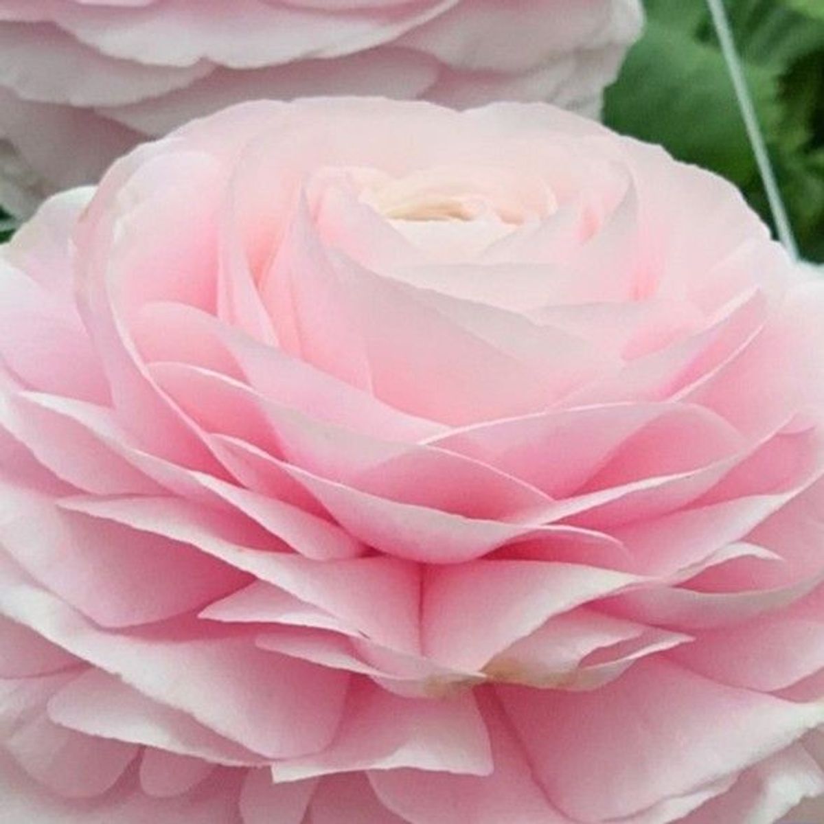 Ranunkel 'Elegance®  Rosa Chiaro' - Ranunculus, 7 stk.
