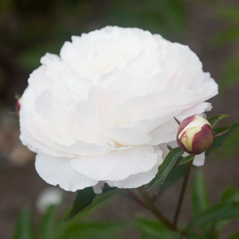 Silkepion 'Shirley Temple' - Paeonia lactiflora