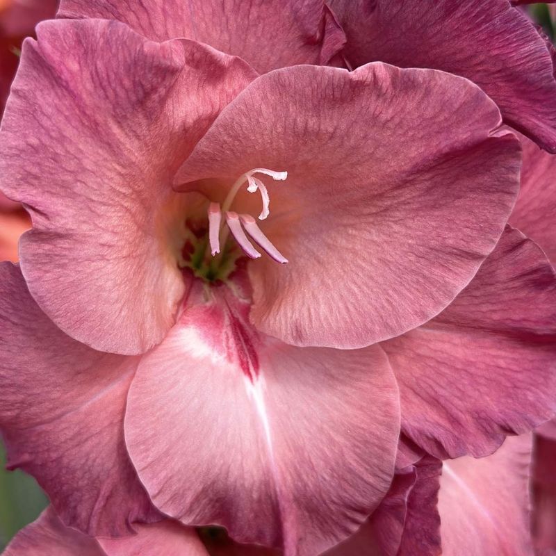 Gladiol 'Indian Summer' - Gladiolus, 10 stk.