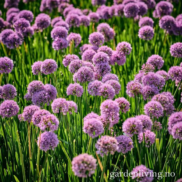 Hovedbilde Kantløk 'Cobalt Millenium' - Allium