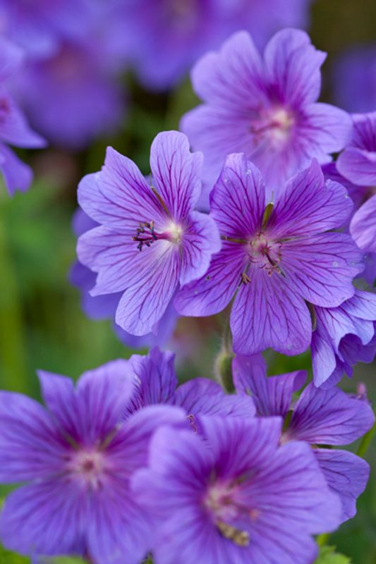 Julistorkenebb 'Rosemoor' - Geranium x magnificum 