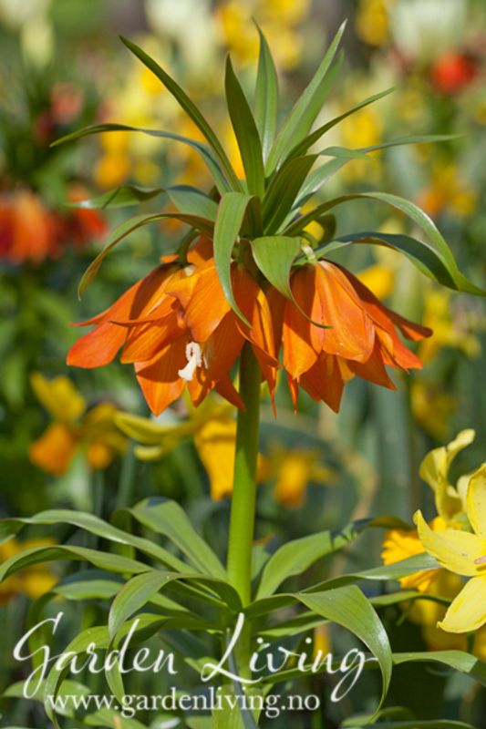 Fritillaria eduardii - 1 stk