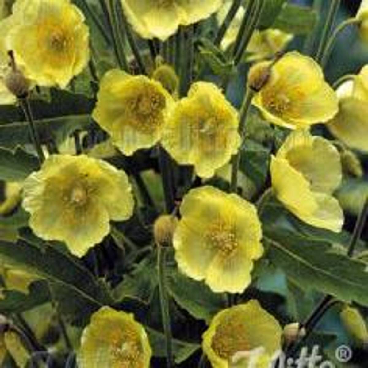 Valmuesøster - Meconopsis paniculata