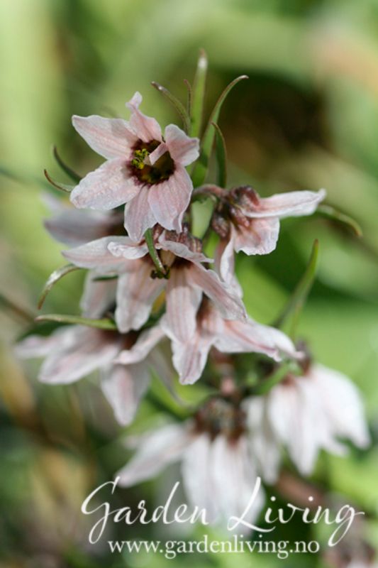Fritillaria stenanthera - 1 stk 