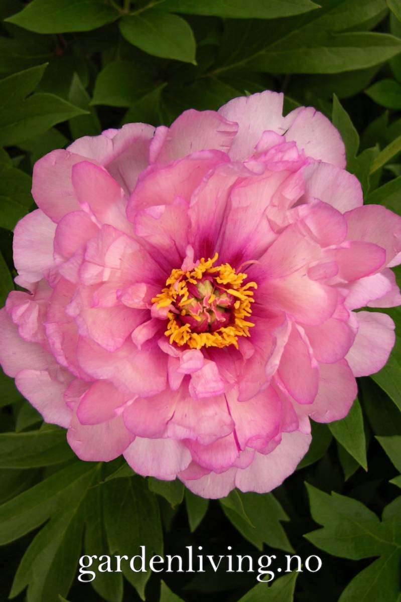 Itoh pion 'First Arrival' - Paeonia itoh