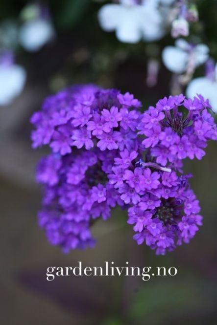 Hovedbilde Aksverbena 'Intensity’ - Verbena rigida