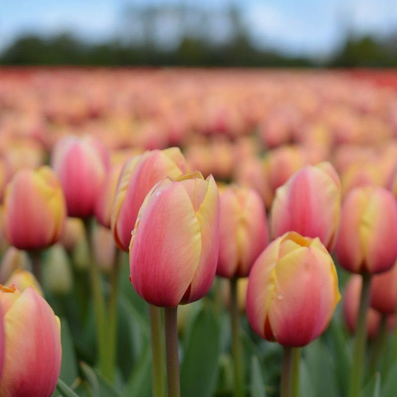 Tulipan 'Marit', darwinhybrid - 10 stk