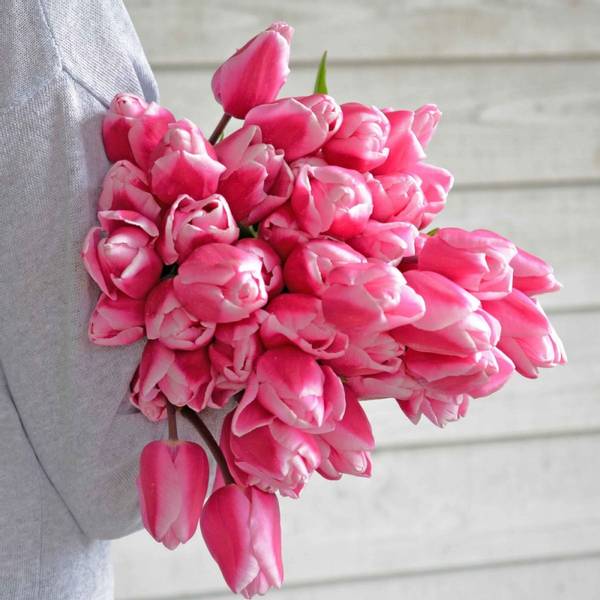 Hovedbilde Tulipan 'Milkshake', triumph - 10 stk