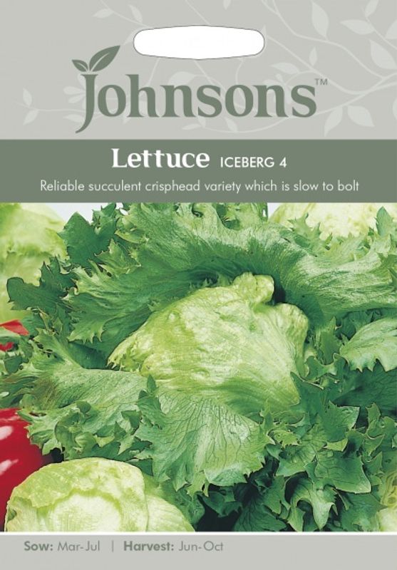 Isbergsalat 'Iceberg 4' - lactuca