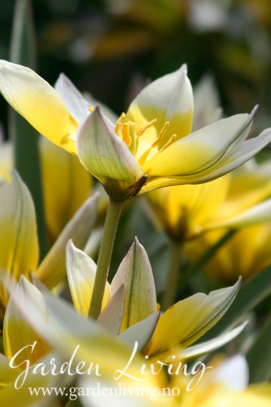 Skjermtulipan - Tulipa tarda - 10 stk