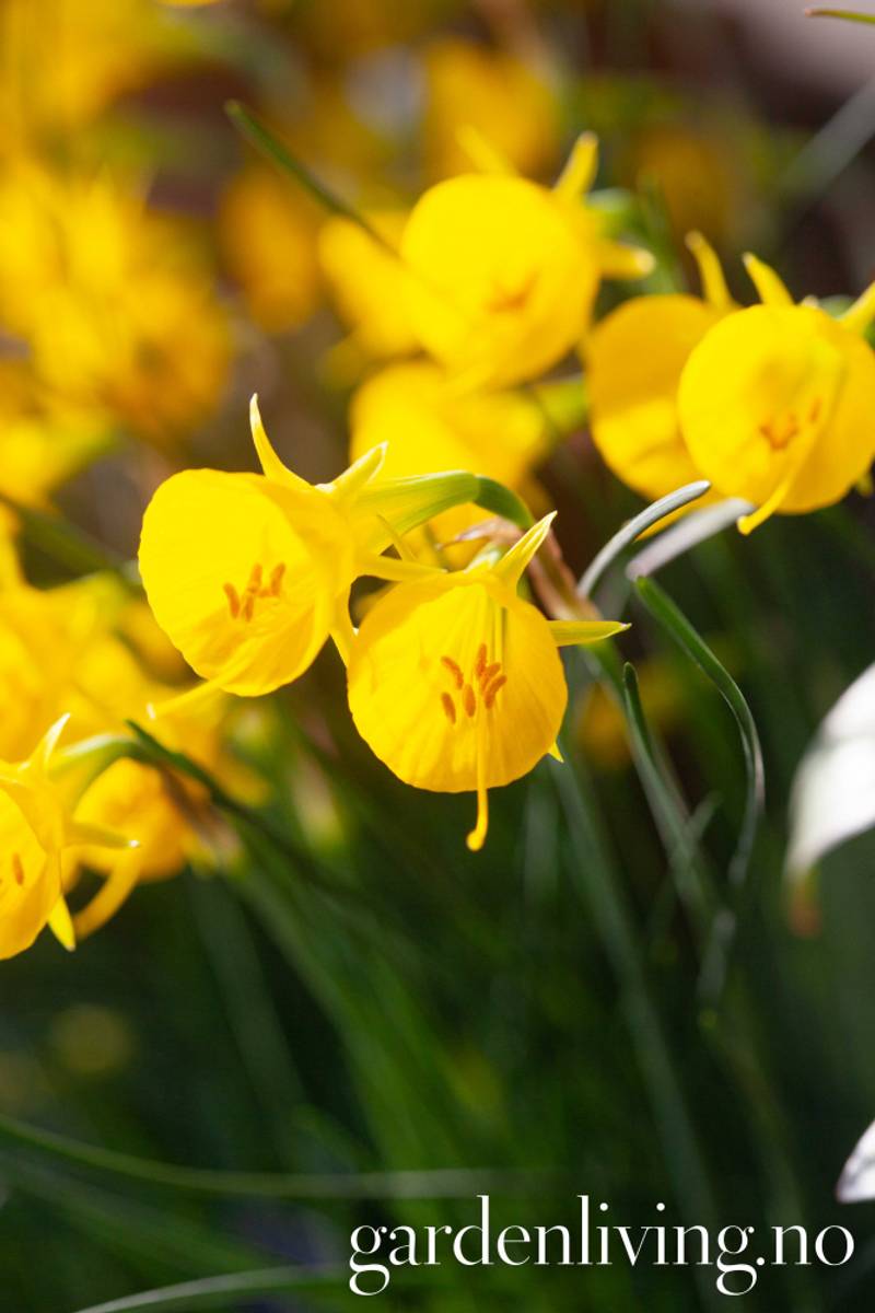 Dvergnarsiss 'Golden bells' - Narcissus bulbocodium - 10 stk