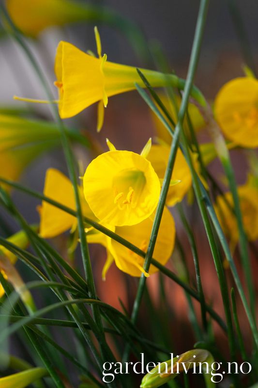 Dvergnarsiss 'Casual Elegance' - Narcissus bulbocodium - 5 stk