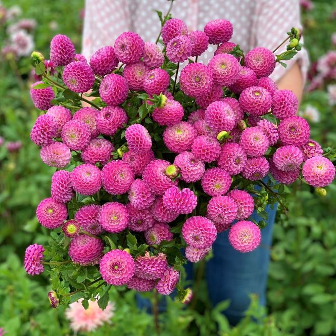 Hovedbilde Georgine 'Zippity Do Da - Dahlia x cultorum, 1 stk.