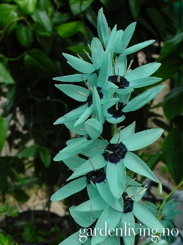 Ixia viridiflora 'Jade Green'