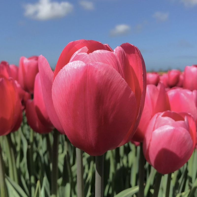 Tulipan 'Sissi', triumph - 10 stk