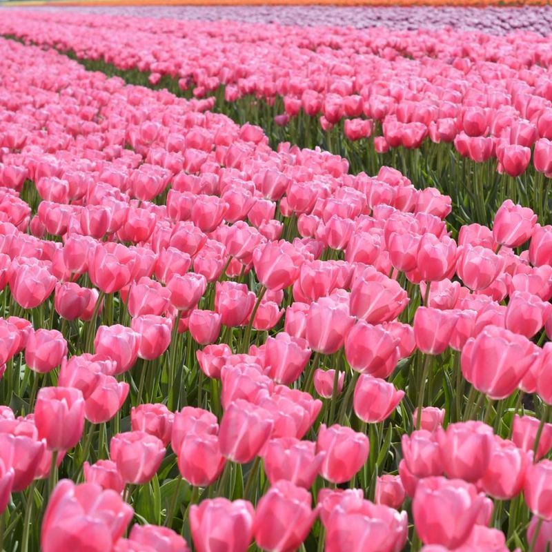 Tulipan 'Sissi', triumph - 10 stk