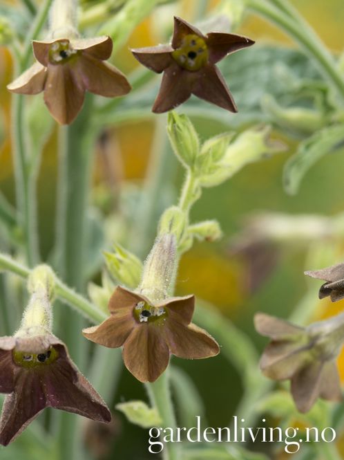 Hovedbilde Klokketobakk 'Bronze Queen' - Nicotiana langsdorffii